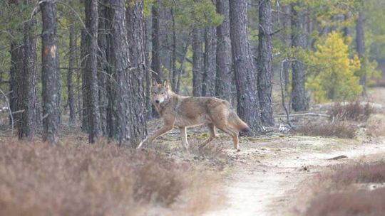 Wilki w naszych lasach!