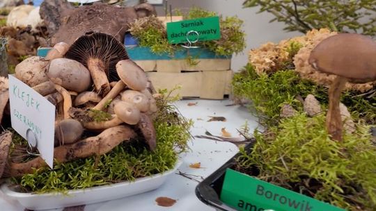 Wystawa grzybów w Nadleśnictwie Kościerzyna
