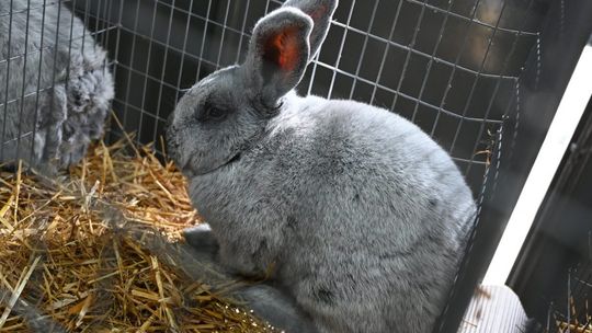 XXVI Kaszubska Jesień Rolnicza w Lubaniu - zapraszamy na wielkie święto rolnictwa