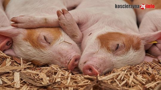 Zagrożenie związane z ASF już na granicy Powiatu Kościerskiego !