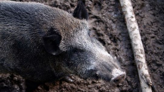 Zakaz polowań to cios w bezpieczeństwo żywnościowe kraju