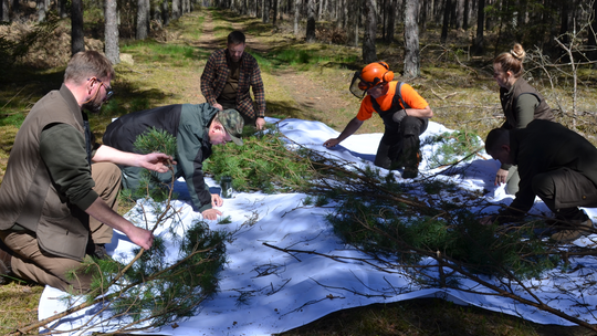 Zakaz wstępu do lasu. Już od jutra ruszają opryski 