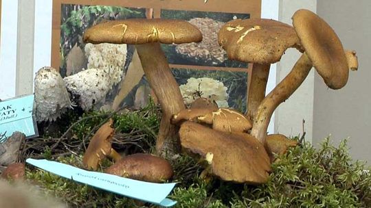 Żeby grzybobranie było bezpieczne