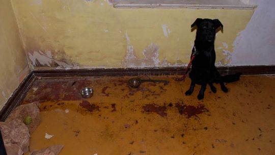 Złodziej, który znęcał się nad czworonogiem - zatrzymany!