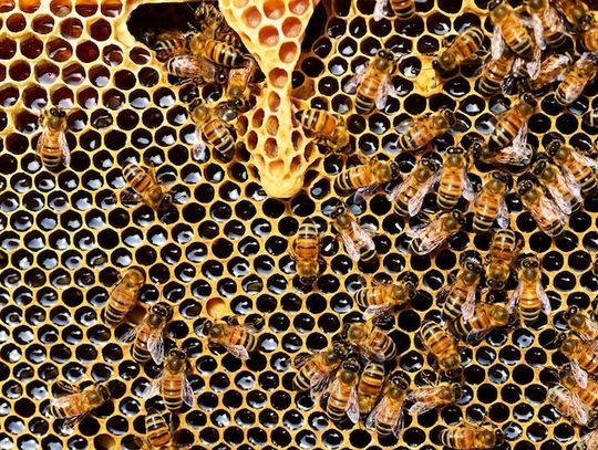 Czy wiedzieliście że pszczoła może wyleczyć was z depresji?