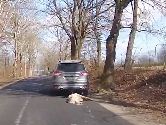 Kierowca ciągnął psa za samochodem (aktualizacja wideo)
