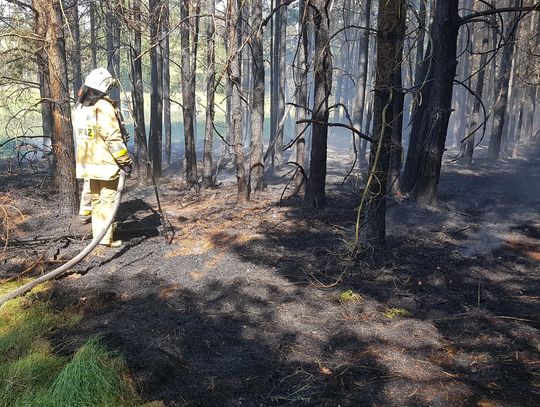 Niebezpieczny pożar lasu w Gołuniu