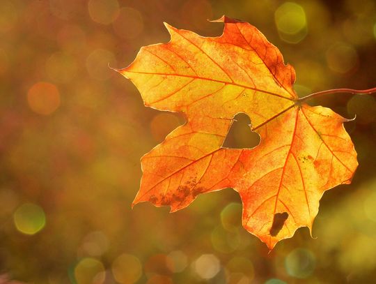 Pięć Tajemnic Jesieni: Czy Znasz Wszystkie Jej Oblicza?
