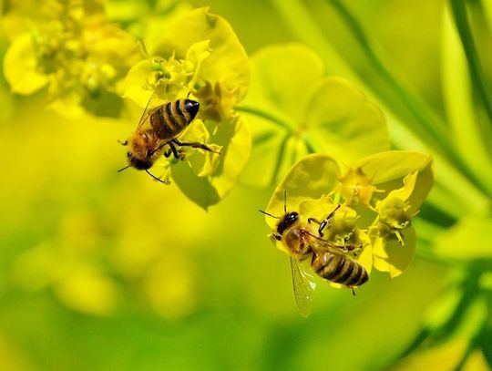 Przyroda Wdzydzkiego Parku Krajobrazowego - Pszczoły i owady zapylające (odc.2)