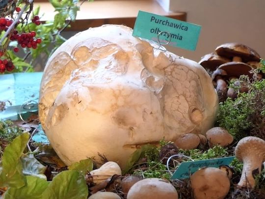Wystawa grzybów w Kościerzynie