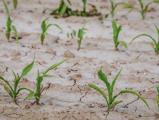 Zawiadomienie dla Rolników: Odszkodowania za straty spowodowane suszą