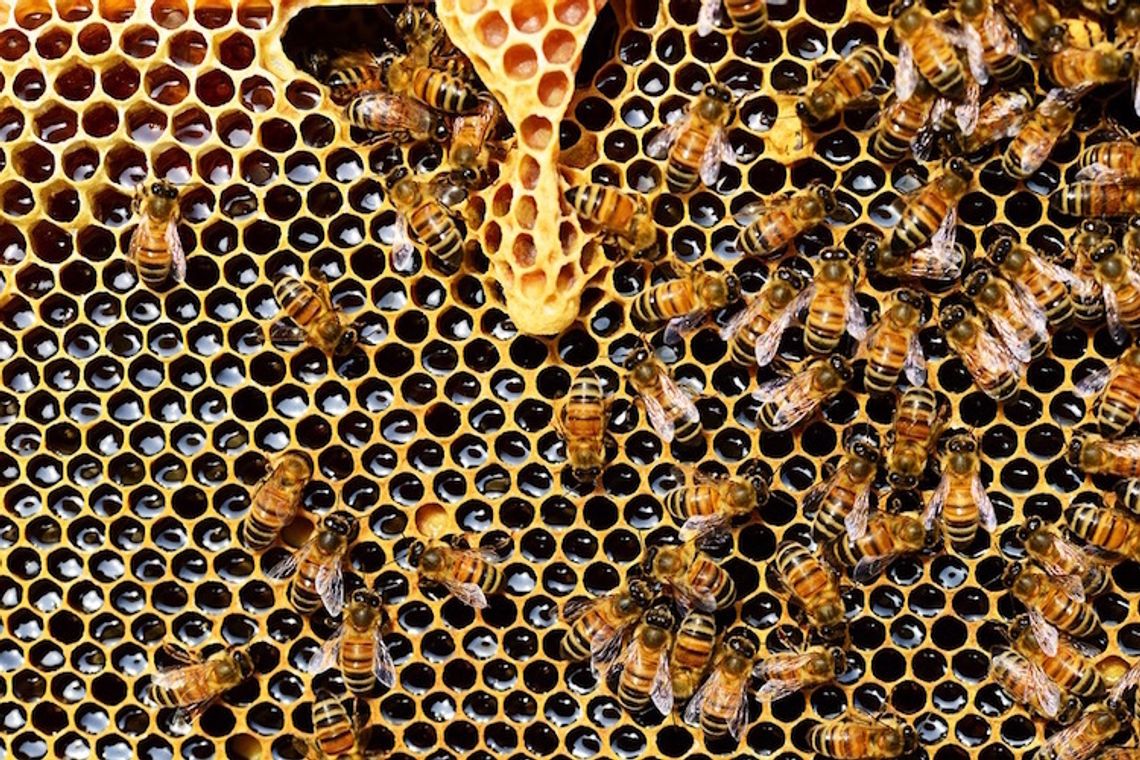 Czy wiedzieliście że pszczoła może wyleczyć was z depresji?