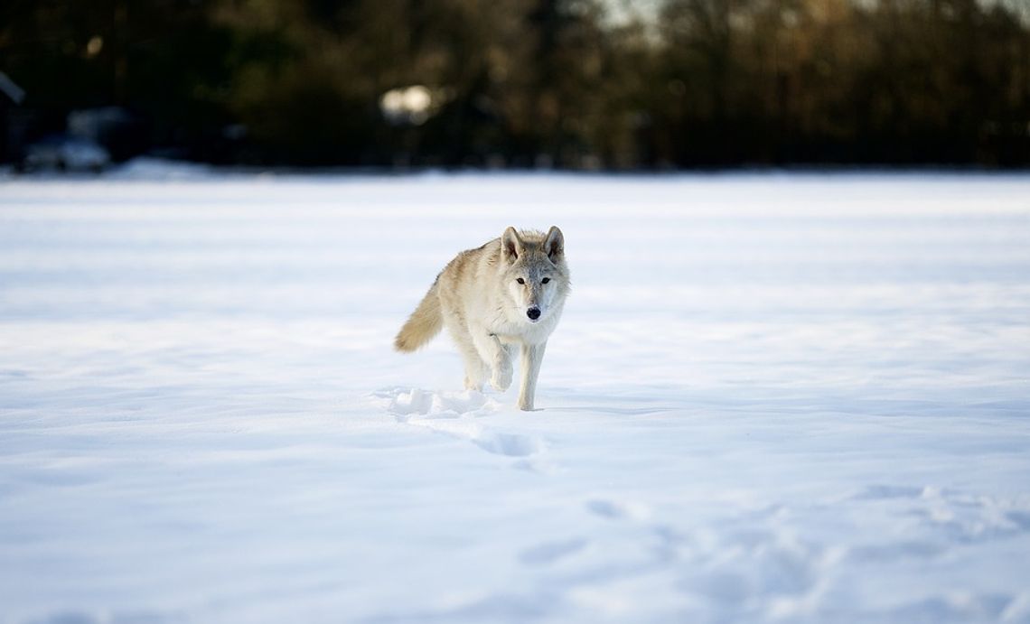 Dowódca akcji opowiada jak ratowano wilka w Płocicach