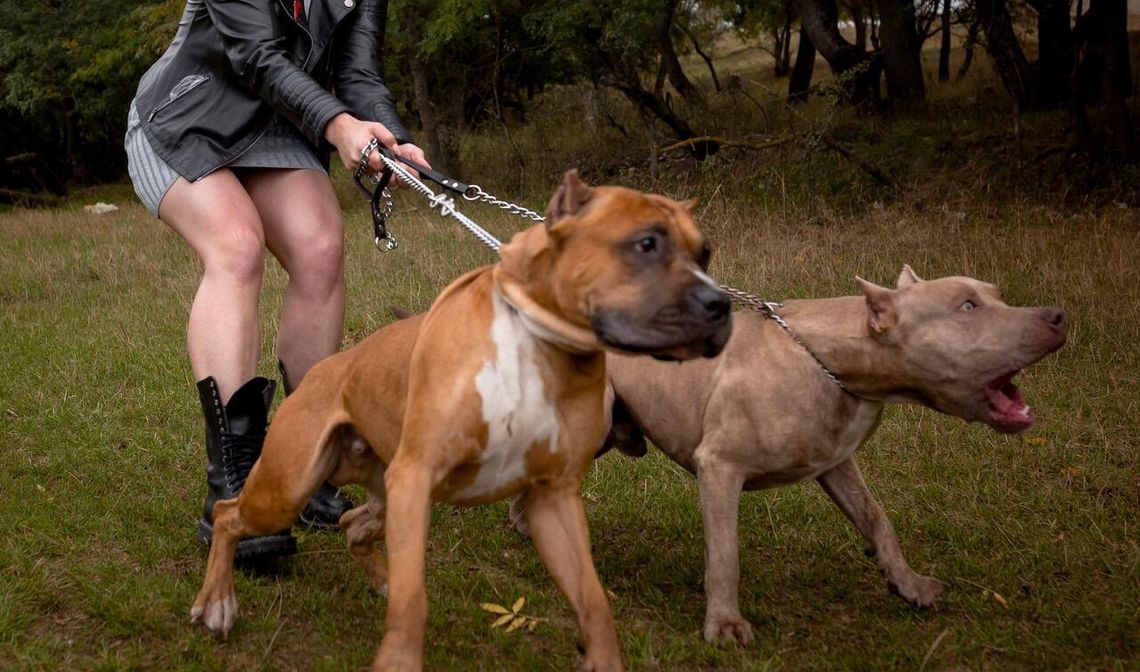 Dramat na Świętopełka: agresywny pies atakuje, radna krytykuje straż miejską