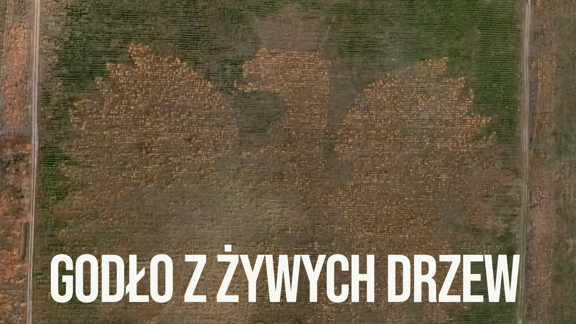 Godło ze 100 tysięcy drzew