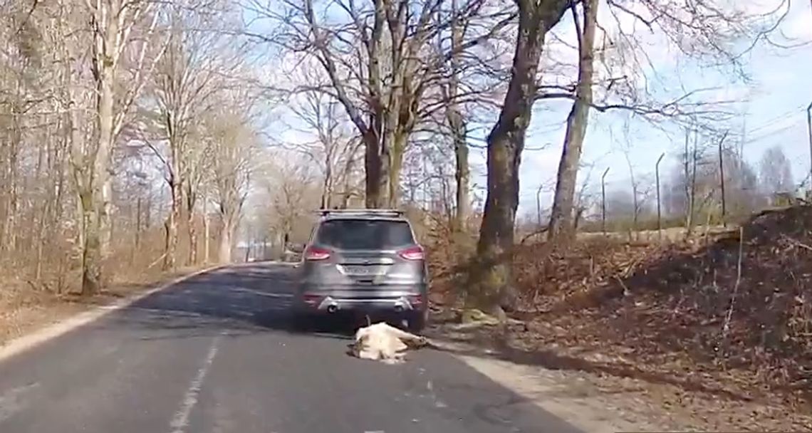 Kierowca ciągnął psa za samochodem (aktualizacja wideo)
