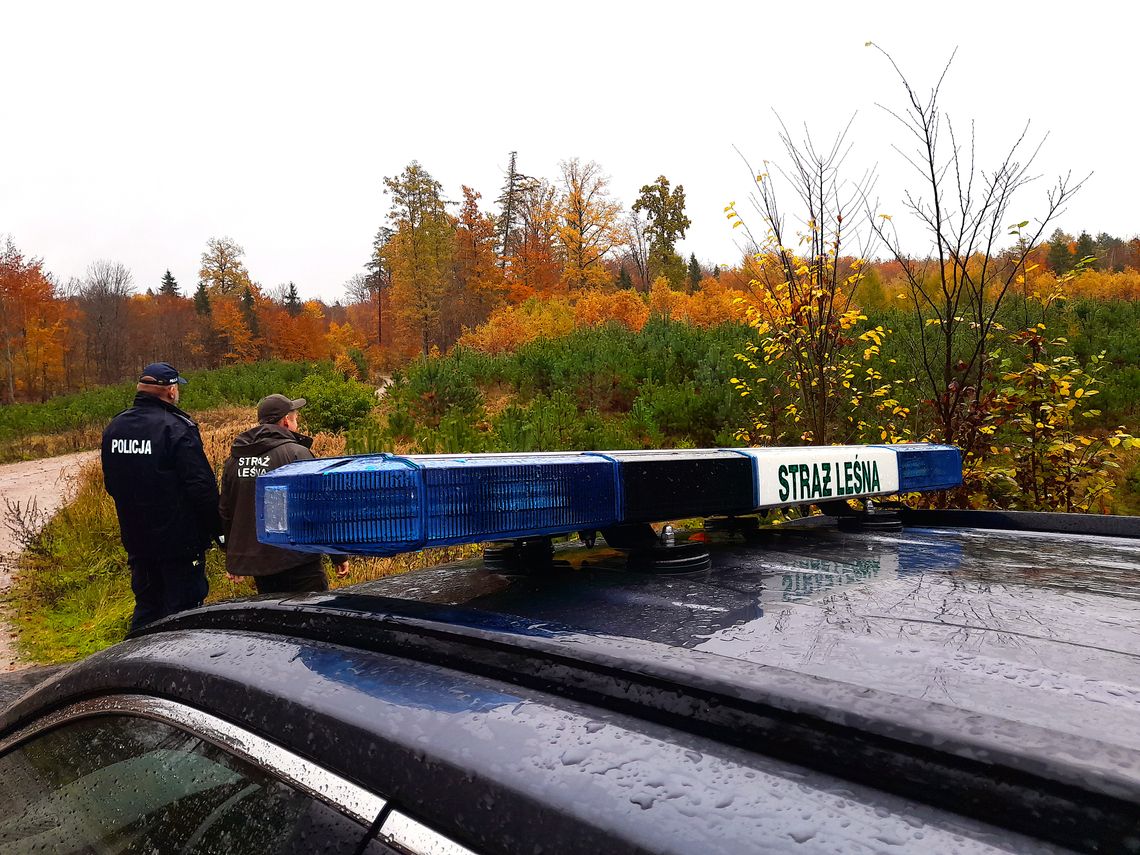 Policja i Straż Leśna walczą z kradzieżą stroiszu w lasach Policjanci i Straż Leśna podczas wspólnego patrolu lasu w ramach akcji „Stroisz” w powiecie kościerskim.