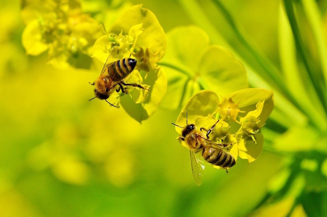 Przyroda Wdzydzkiego Parku Krajobrazowego - Pszczoły i owady zapylające (odc.2)