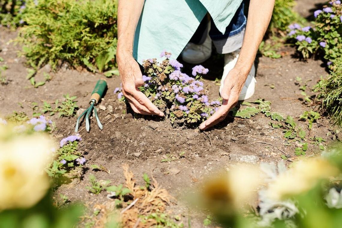 Rodzinne sadzenie drzew w centrum Kościerzyny - dołącz do lokalnej inicjatywy 24 maja