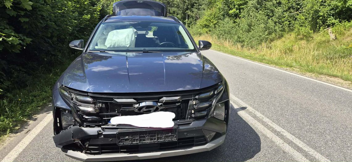 Sarna wybiegła na drogę wojewódzką 235. Kierowca hyundaia nie zdążył wyhamować Sarna wybiegła na drogę wojewódzką 235. Kierowca hyundaia nie zdążył wyhamować