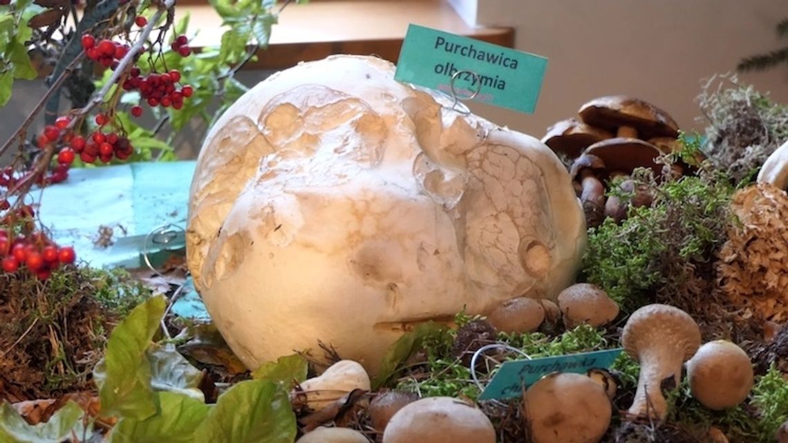Wystawa grzybów w Kościerzynie
