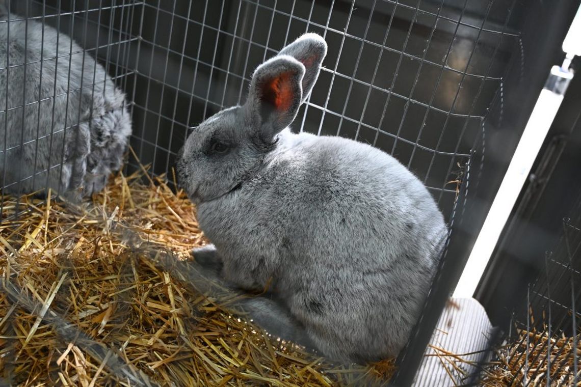 XXVI Kaszubska Jesień Rolnicza w Lubaniu - zapraszamy na wielkie święto rolnictwa