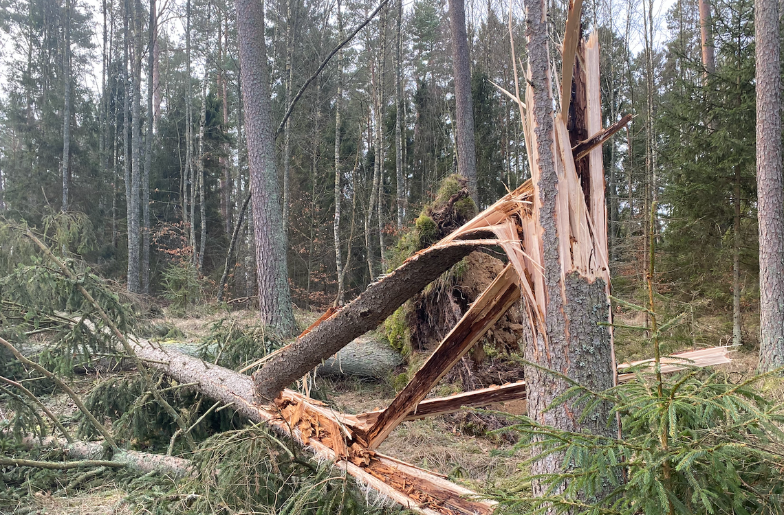 Zbliża się potężna wichura Zbliża się potężna wichura