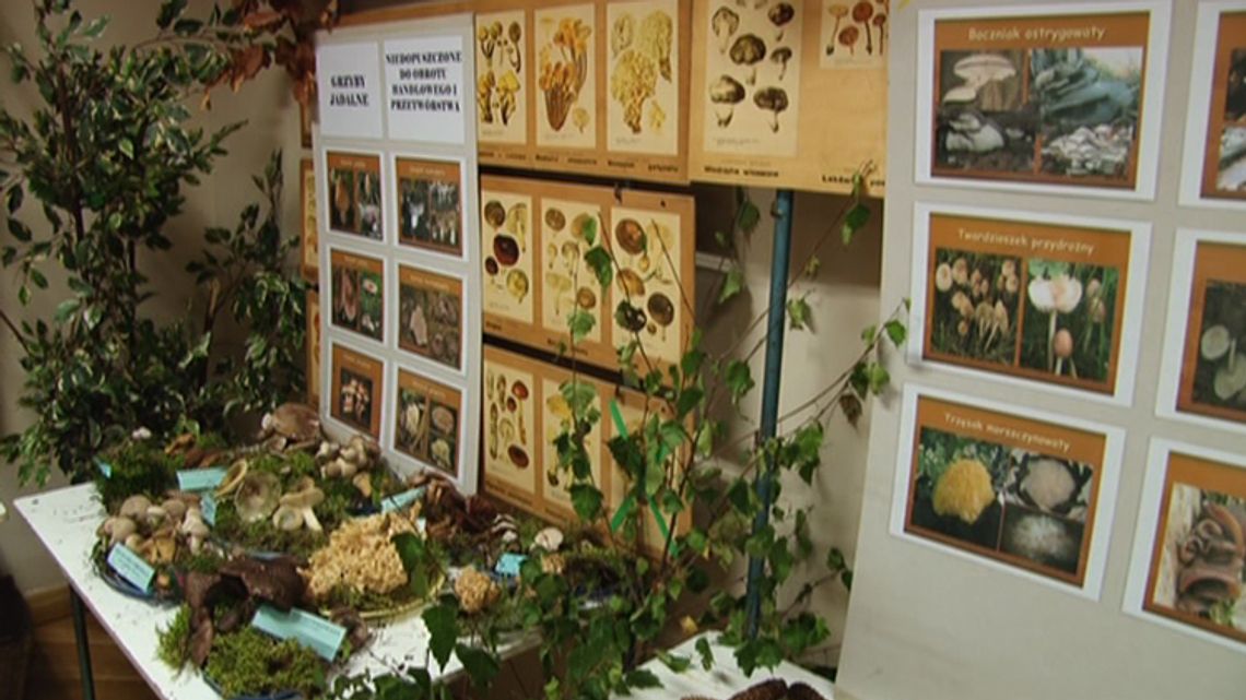Wystawa grzybów w Centrum Kultury Kaszubskiej Strzelnica
