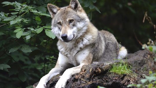 Czy wilki powinny być pod ochroną ?