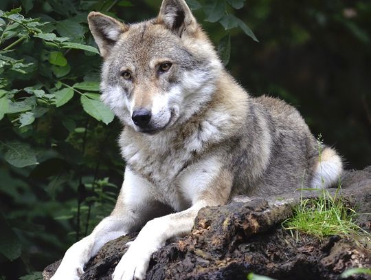 Czy wilki powinny być pod ochroną ?
